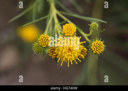 Aster Linosyris (Goldilocks Aster) Stockfoto