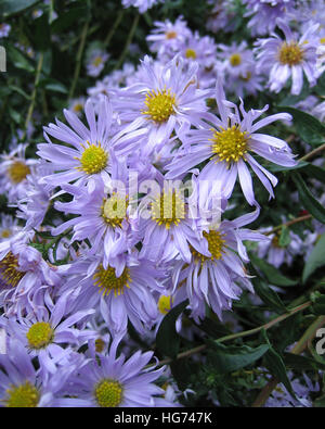 Aster Novi-Belgii "Sarah Ballard" Stockfoto