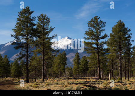 Die San Francisco Peaks erhebt sich über Ponderosa-Kiefern. Coconino National Forest, Arizona Stockfoto