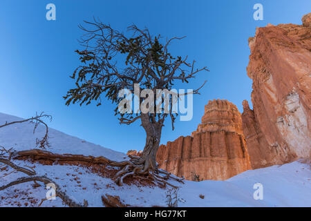 Verschneiten Kiefern und Hoodoos im Bryce-Canyon-Nationalpark im südlichen Utah. Stockfoto