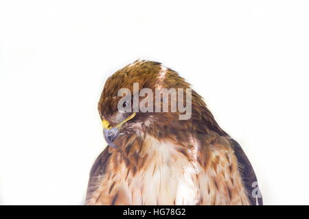 Rot - angebundener Falke ist ein Raubvogel in Mexiko gefunden. Stockfoto
