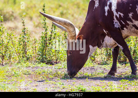 Texas Longhorn in einem Feld in Mexiko. Stockfoto