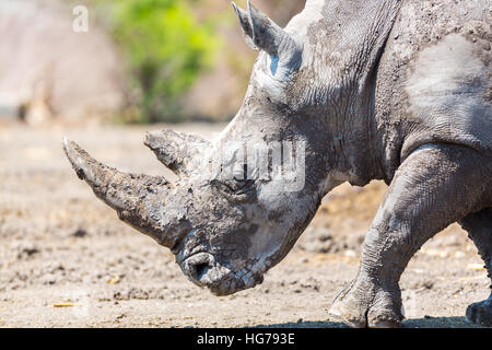 Nashorn in einem Feld allein stehend. Stockfoto