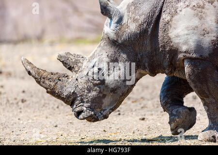 Nashorn in einem Feld allein stehend. Stockfoto