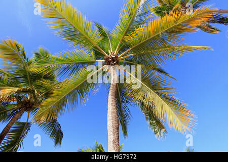 Palm-Bäume am Strand, detail Stockfoto