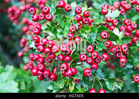 Reifen Beeren, Hagebutten, auf Weißdorn (auch genannt genannt Thornapple, Mai-Baum, Weißdorn oder Hawberry)(Crataegus monogyna) Beeren im Herbst, England, UK. Stockfoto