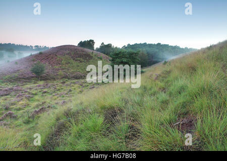 grünen grasbewachsenen Hügeln und Heidekraut im Morgennebel Stockfoto