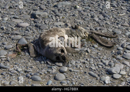 Tot-Siegel Stockfoto