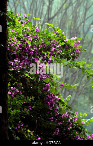 Bougainvillea Stockfoto