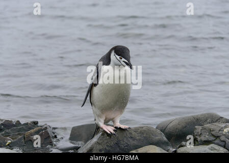 Kinnriemen Pinguin Stockfoto