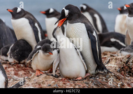 Gentoo Penguin mit Küken Stockfoto