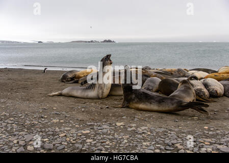 Meer-Elefant Stockfoto