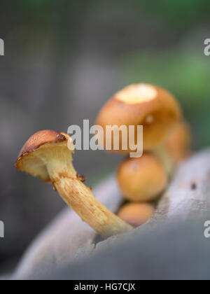 Kleine Pilze wachsen im Herbst Stockfoto