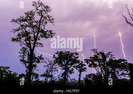 Viele Blitzschläge bei dramatischen Gewitter mit Regen Wald Baum Silhouetten im Vordergrund, Kamerun, Afrika Stockfoto