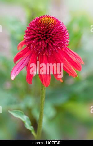 Nahaufnahme von roten exzentrischen Sonnenhut - Echinacea "Exzentrisch" Stockfoto