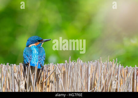 Ein Eisvogel Vogel - Alcedo Atthis, ruht auf einem braunen Bambuszaun in der Frühlingssonne Stockfoto