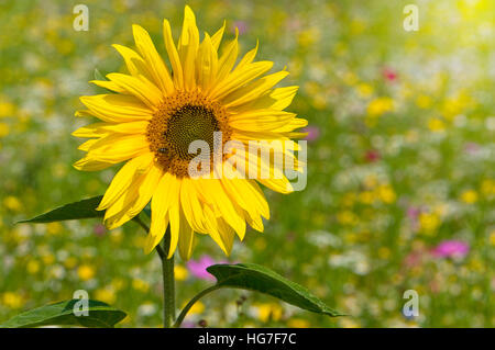 Einzelne helle gelbe Sonnenblume Helianthus Annuus in eine Wildblumenwiese Alias Stockfoto