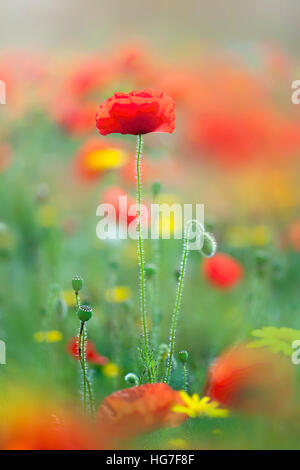 Roten Feld Mohn - Papaver Rhoeas, Blumen und Knospen Stockfoto