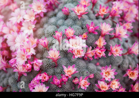 Die zarten rosa Blüten des Werks Cactus - Mammillaria Bombycina allgemein bekannt als die seidenen Nadelkissen Kaktus. Stockfoto