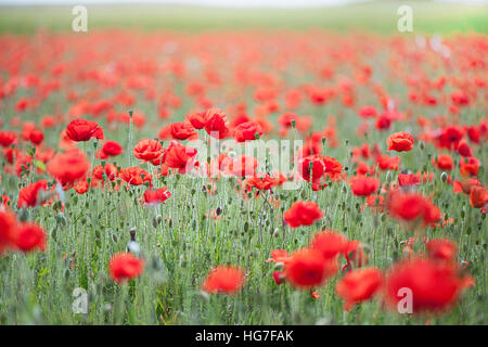 Roten Feld Mohn - Papaver Rhoeas Blüten und Knospen Stockfoto