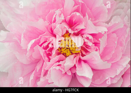 Nahaufnahme einer wunderschönen Rosa Pfingstrose oder Paeony Blume Stockfoto