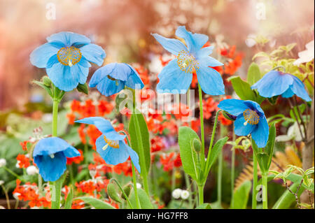 Himalaya Blue Mohn auch bekannt als Meconopsis betonicifolia Stockfoto