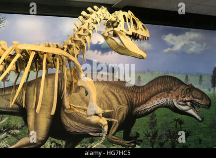 Allosaurus-Skelett vor Wandbild Steinbruch Ausstellungshalle im Dinosaur National Monument Stockfoto