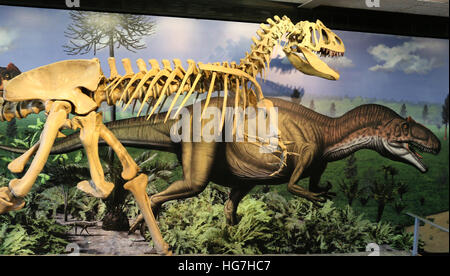 Allosaurus-Skelett vor Wandbild Steinbruch Ausstellungshalle im Dinosaur National Monument Stockfoto