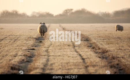 Norfolk Horn Schafe schwanger und der Wanderweg von der Kamera entfernt an einem frostigen kalten Wintern Morgen Stockfoto