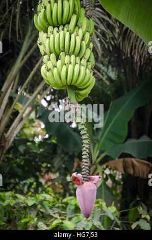 Banane-Busch baring, viele Früchte und lila Blüte im Dschungel von Kamerun, Afrika Stockfoto