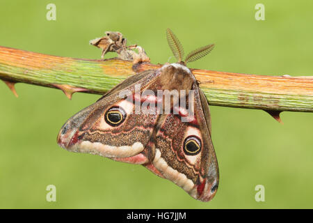 Kaiser-Motte (Saturnia Pavonia), männliche auf Brombeere Stockfoto