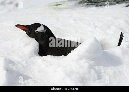 Gentoo Penguin liegen im Schnee Loch nach einem über Nacht Schnee Loch Stockfoto