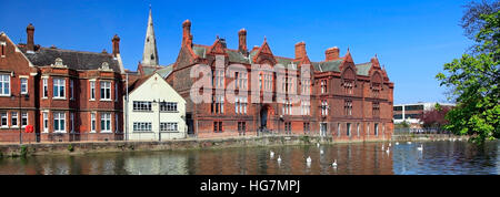 Sommer-Ansicht der Schwäne auf dem Fluss Great Ouse, Stadt Bedford, Bedfordshire, England, UK Stockfoto