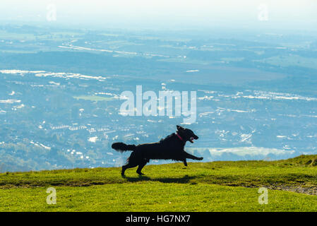 Hund läuft frei auf Rivington Hecht Lancashire Stockfoto