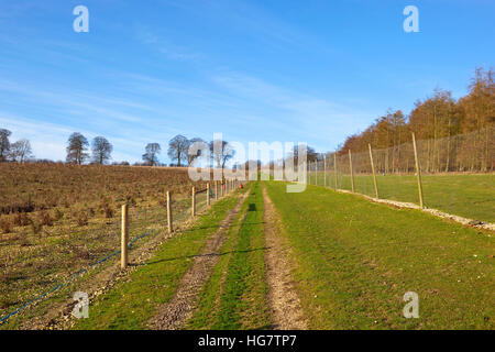 Eine grasbewachsene Fußweg Trog Spiel Aufzucht Gehege mit Zäunen und junge Bäume bei blau bewölktem Himmel im Winter. Stockfoto