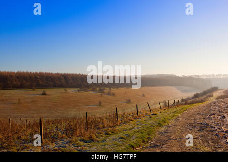 Lärche Wald oberhalb eines Tals in einer frostigen Yorkshire Wolds Landschaft mit Hügeln und Hecken unter strahlend blauem Himmel im Winter. Stockfoto