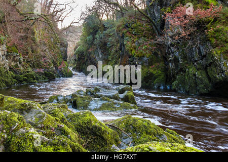 Auf der Suche stromaufwärts entlang Afon Conwy Fluss fließt durch enge Fairy Glen-Schlucht in Snowdonia-Nationalpark Betys-y-Coed Wales UK Stockfoto