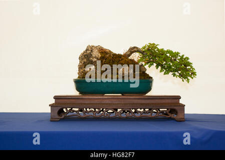 Windswept Hawthorn Bonsai in der nordirischen Gesellschaft Bonsai Bonsai Erfahrung zeigen in Belfast, Nordirland Stockfoto