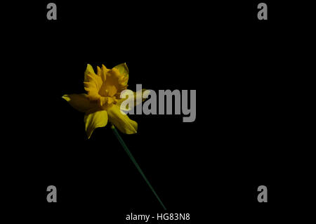 Gelbe Narzisse auf schwarzem Hintergrund - 2 Stockfoto