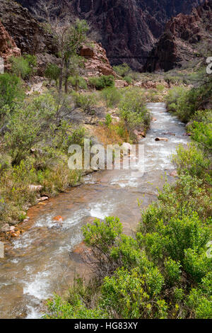 Bright Angel Creek fließt auf dem Colorado River am unteren Rand des Grand Canyon. Grand Canyon Nationalpark in Arizona Stockfoto