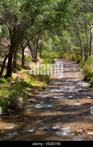 Bright Angel Creek fließt unter Pappeln in der Nähe der Bright Angel Campground. Grand Canyon Nationalpark in Arizona Stockfoto