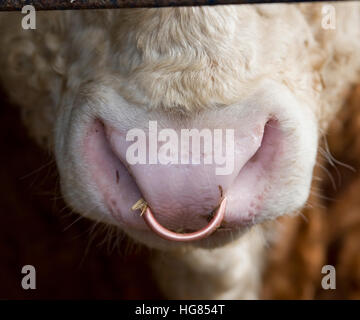 Simmentaler bull Stockfoto