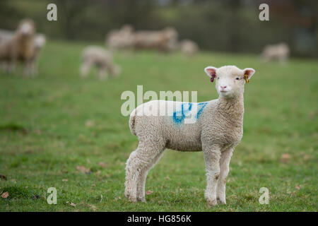 Lamm auf Gebiet der Schafe Stockfoto