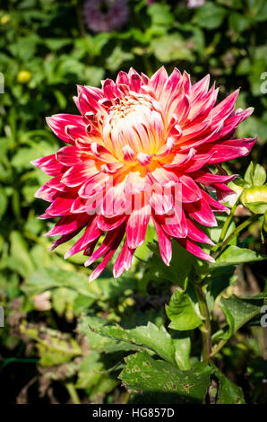 Dahlie Akita blühen im September in th UK Stockfoto