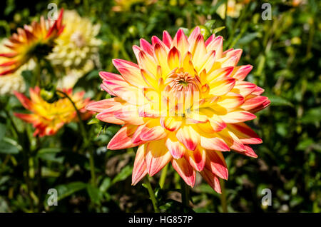 Dahlie Aloha blühen im September in th UK Stockfoto