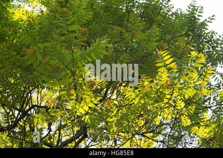 Götterbaum, chinesische Götterbaum, GГ¶tterbaum Altissima, GГ¶tterbaum Glandulosa, Baum des Himmels, GГ¶tterbaum, Chouchun, L'Ailante Glanduleux, Ailante, Fa Stockfoto