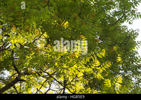 Götterbaum, chinesische Götterbaum, GГ¶tterbaum Altissima, GГ¶tterbaum Glandulosa, Baum des Himmels, GГ¶tterbaum, Chouchun, L'Ailante Glanduleux, Ailante, Fa Stockfoto