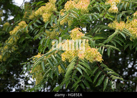 Götterbaum, Frucht, Früchte, chinesische Götterbaum, GГ¶tterbaum Altissima, GГ¶tterbaum Glandulosa, Baum des Himmels, Obst, GГ¶tterbaum, Chouchun, L'Ailante Stockfoto