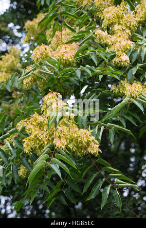 Götterbaum, Frucht, Früchte, chinesische Götterbaum, GГ¶tterbaum Altissima, GГ¶tterbaum Glandulosa, Baum des Himmels, Obst, GГ¶tterbaum, Chouchun, L'Ailante Stockfoto