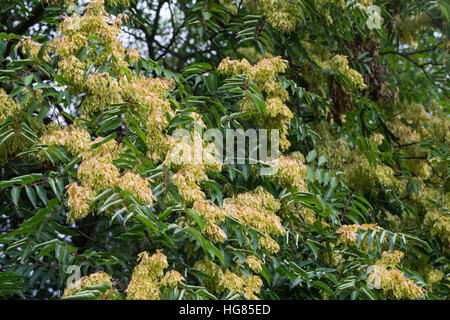 Götterbaum, Frucht, Früchte, chinesische Götterbaum, GГ¶tterbaum Altissima, GГ¶tterbaum Glandulosa, Baum des Himmels, Obst, GГ¶tterbaum, Chouchun, L'Ailante Stockfoto